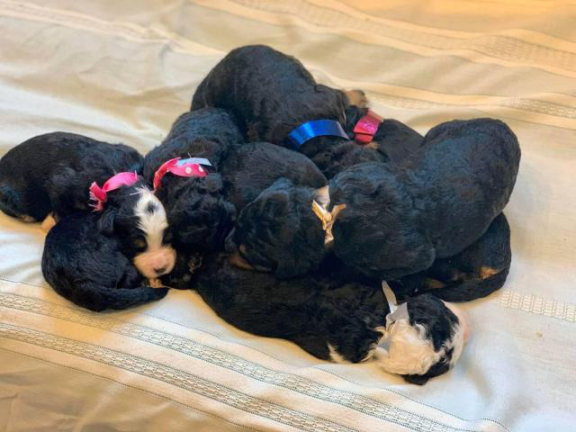 Bernese Mountain Dog / poodle puppies for rehoming in