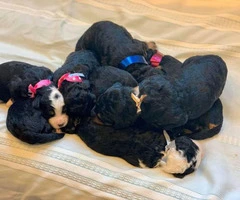 Bernese Mountain Dog / poodle puppies for rehoming - 3