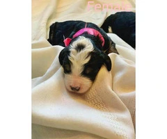 Bernese Mountain Dog / poodle puppies for rehoming - 6
