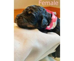 Bernese Mountain Dog / poodle puppies for rehoming - 9