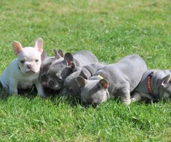 Lilac And Tan And Platinum Quad Carriers french bulldog