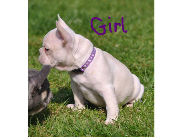 55-lilac-and-tan-platinum-french-bulldog-for-sale-picture