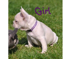 Lilac And Tan And Platinum Quad Carriers french bulldog - 2