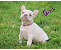 Lilac And Tan And Platinum Quad Carriers french bulldog - 3