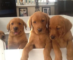 Beautiful Labrador puppies from Health Tested Parensts