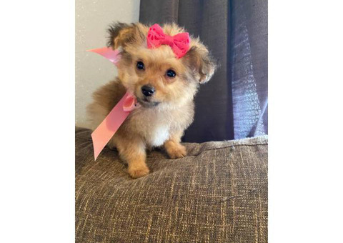 One fabulous Pomapoo puppy left