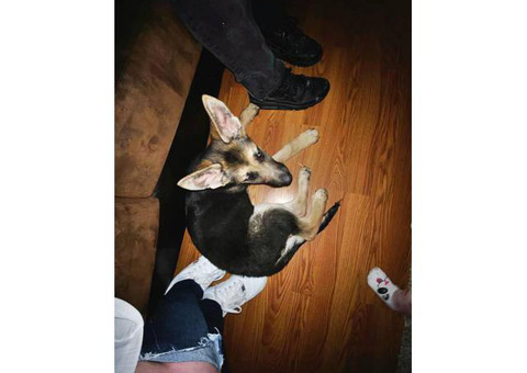 Black and tan female German Shepherd puppy need new home