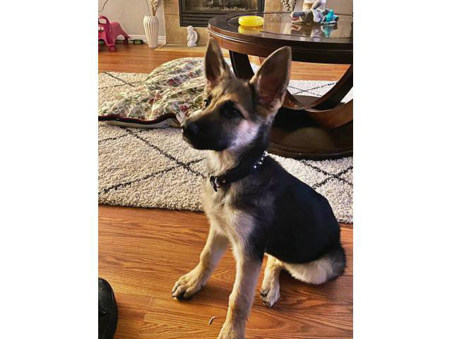 Black and tan female German Shepherd puppy need new home ...