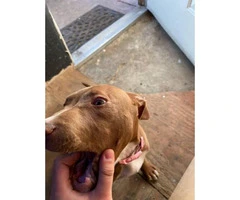 Lovely red pitbull puppy, 5 month old - 7