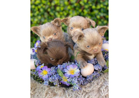 Xx Luxurious Quality Kc Long Haired Chihuahuas Xx