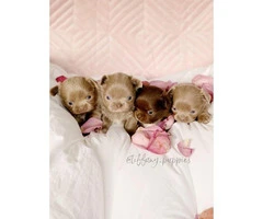 Xx Luxurious Quality Kc Long Haired Chihuahuas Xx - 3