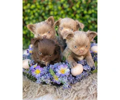 Xx Luxurious Quality Kc Long Haired Chihuahuas Xx - 4