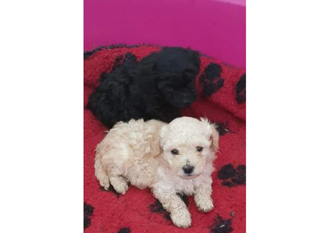 Miniture Poodles Ready Now