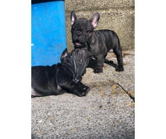 Only 2 Girls Left. French Bulldog Pups
