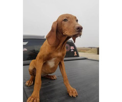 vizsla for sale rehome