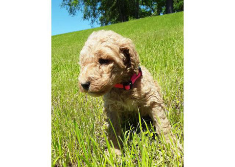 Light apricot Standard Poodles for sale