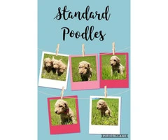 Light apricot Standard Poodles for sale - 14