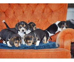 A pretty litter of beagle puppies