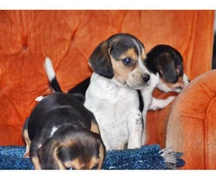 A pretty litter of beagle puppies