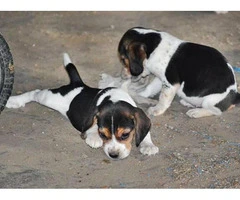 A pretty litter of beagle puppies
