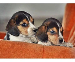 A pretty litter of beagle puppies