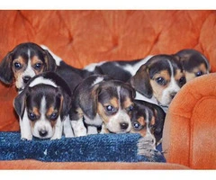A pretty litter of beagle puppies