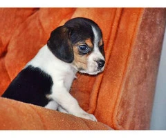 A pretty litter of beagle puppies