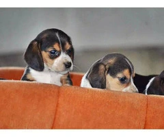 A pretty litter of beagle puppies