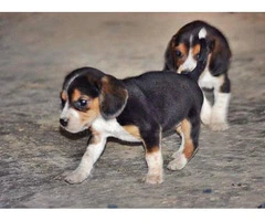 A pretty litter of beagle puppies
