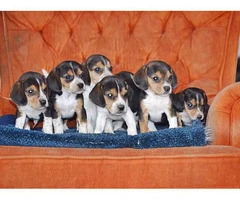 A pretty litter of beagle puppies