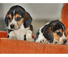 A pretty litter of beagle puppies