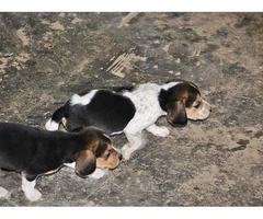 A pretty litter of beagle puppies