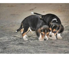 A pretty litter of beagle puppies