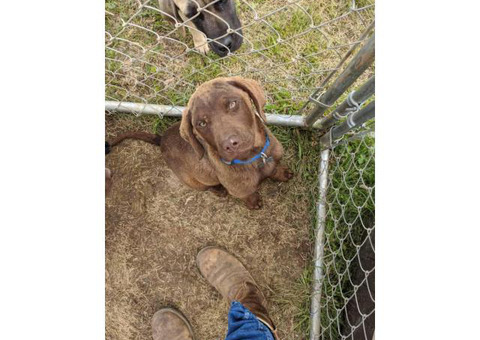 15 weeks old Chesapeake Bay Retriever puppy