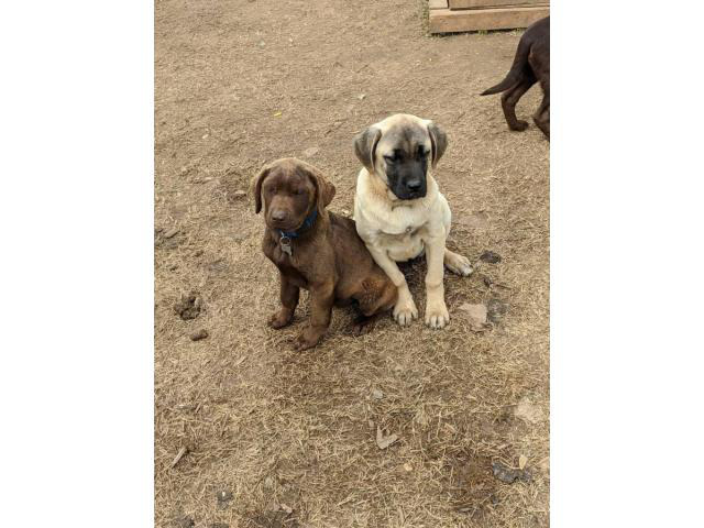 15 weeks old Chesapeake Bay Retriever puppy in Muskogee ...