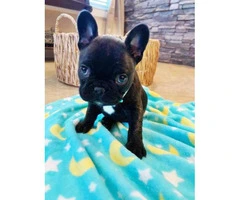 8 Weeks old Purebred AKC French bulldog puppy for sale