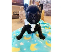 8 Weeks old Purebred AKC French bulldog puppy for sale - 2