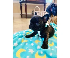 8 Weeks old Purebred AKC French bulldog puppy for sale - 3