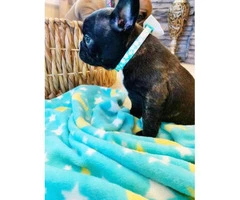 8 Weeks old Purebred AKC French bulldog puppy for sale - 4