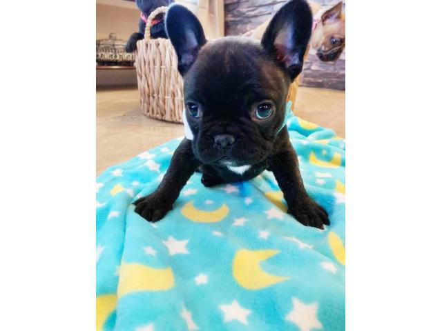 8 Weeks old Purebred AKC French bulldog puppy for sale Las
