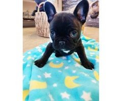 8 Weeks old Purebred AKC French bulldog puppy for sale - 5