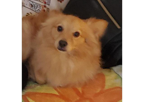 Mixed Pom & Shitzu