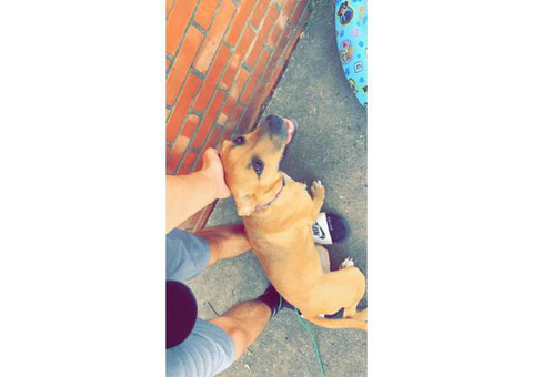 Black mouth Cur female puppy looking for new home