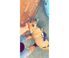 Black mouth Cur female puppy looking for new home