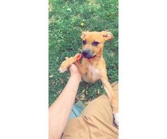 Black mouth Cur female puppy looking for new home - 2