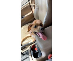Black mouth Cur female puppy looking for new home - 5