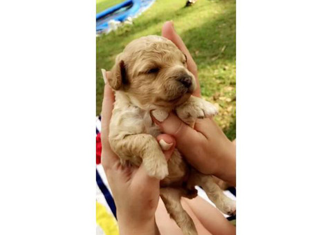 2 girls and a boy Poodle puppies