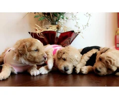 2 girls and a boy Poodle puppies - 7