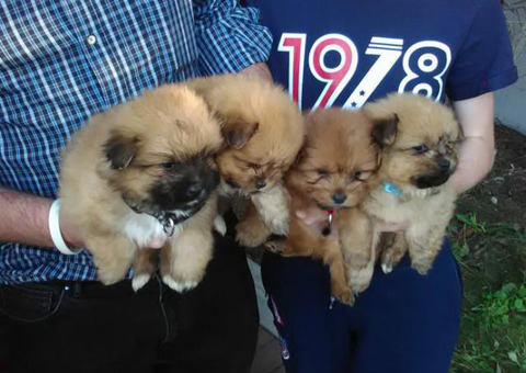 Gorgeous Pomeranian Puppies