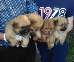 Gorgeous Pomeranian Puppies